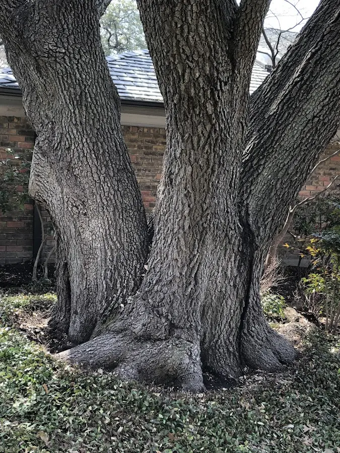 Mature heritage tree close to a Jasper property cared for by certified arborists